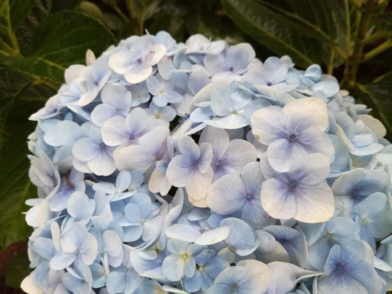 ダラットの花公園で咲くアジサイ。涼しい高原を代表する花です。