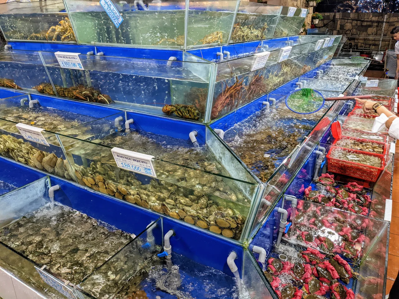 Live seafood tanks at a Da Nang seafood restaurant