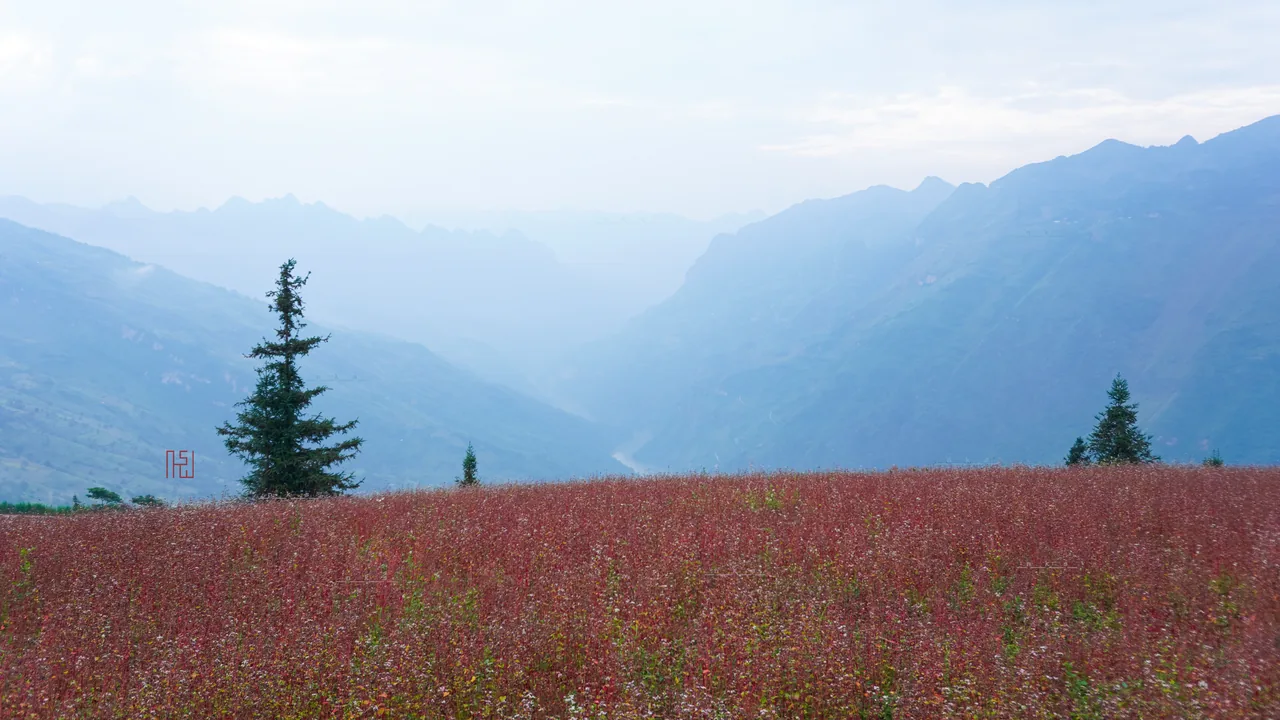 Pink buckwheat flower fields, tam giac mach, on the Ha Giang highlands in autumn Pink buckwheat flower fields, tam giac mach, on the Ha Giang highlands in autumn