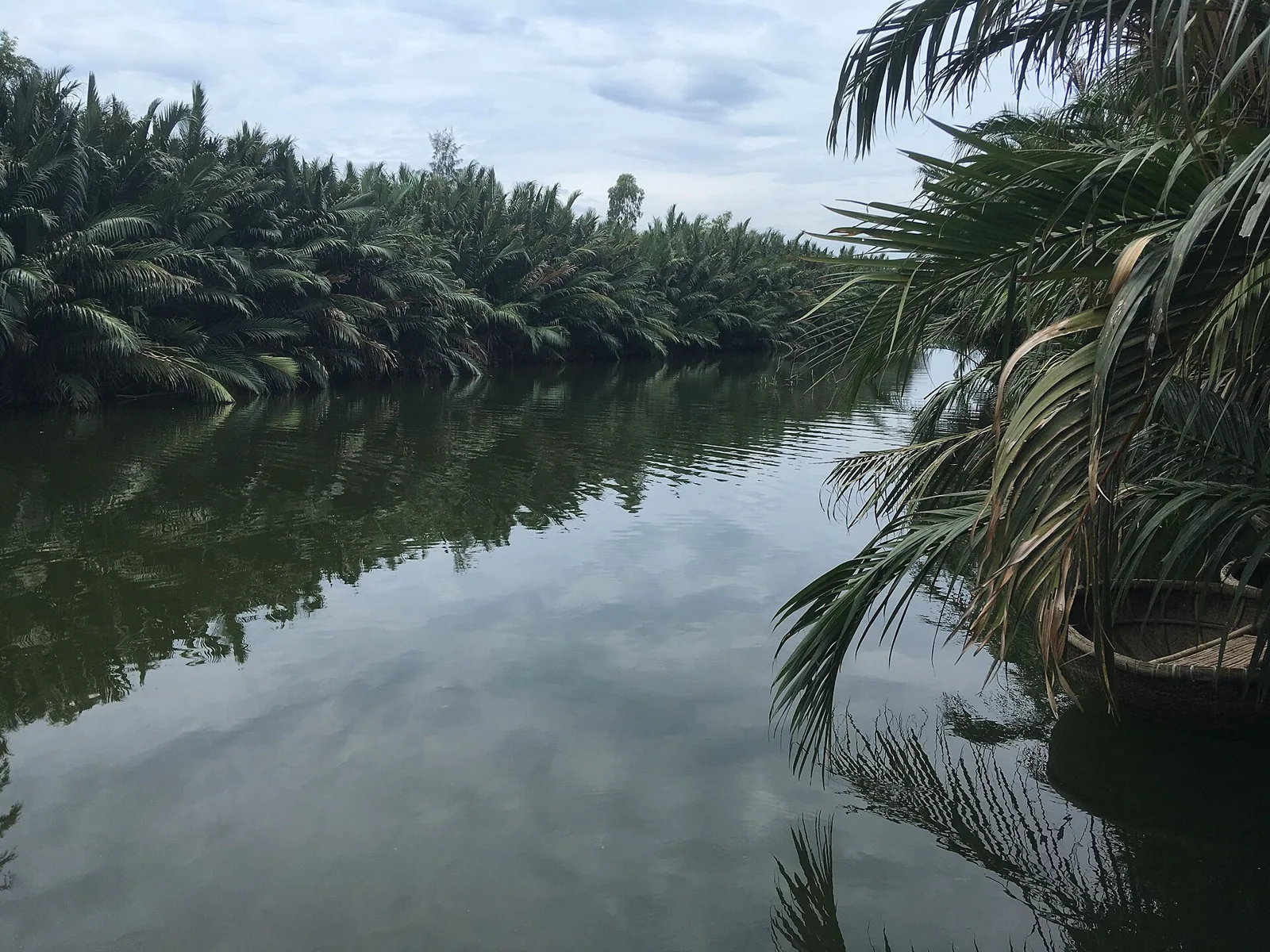 Channels of water-coconut palms in the Cam Thanh coconut forest near Hoi An