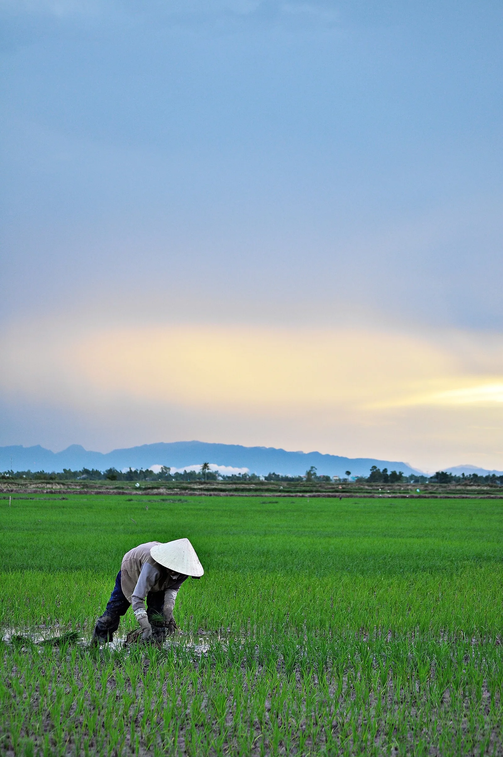 A farmer in a conical hat working in the green fields near Hoi An
