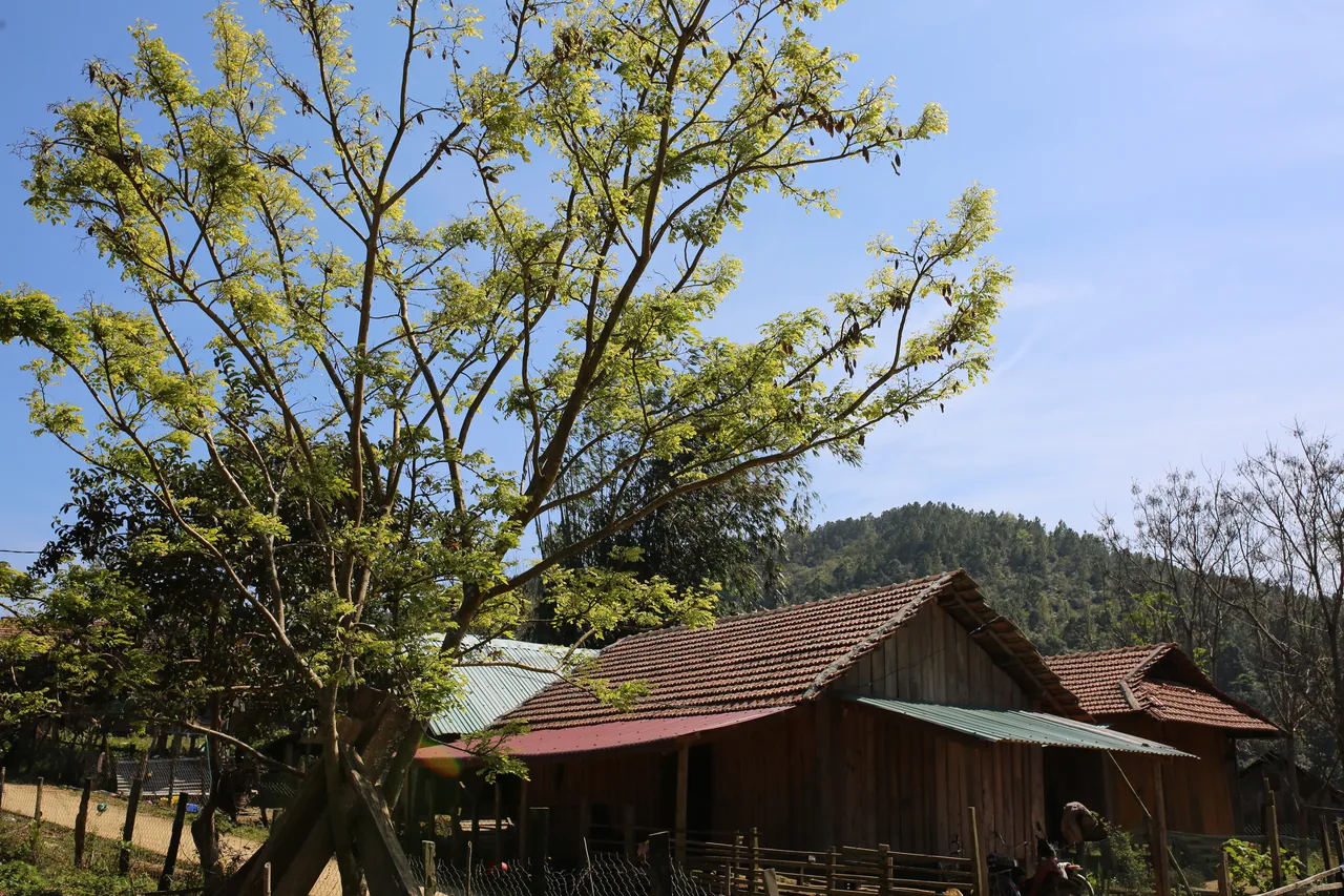 山岳の町マンデンの松林と霧