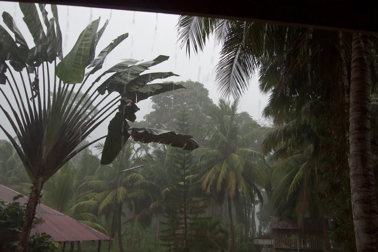 棕櫚樹與香蕉樹在熱帶暴雨中