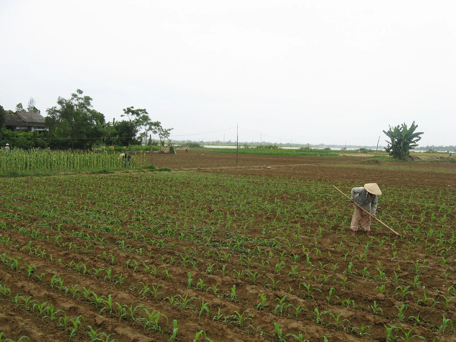 Vegetable beds and a farmer in the herb-growing countryside near Hoi An
