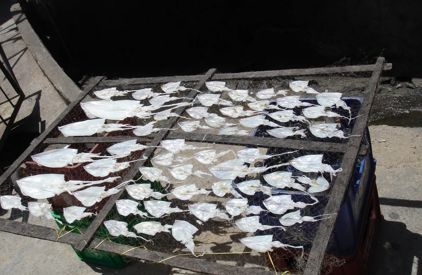 Squid split open and drying in the sun on a slatted wooden rack over netting