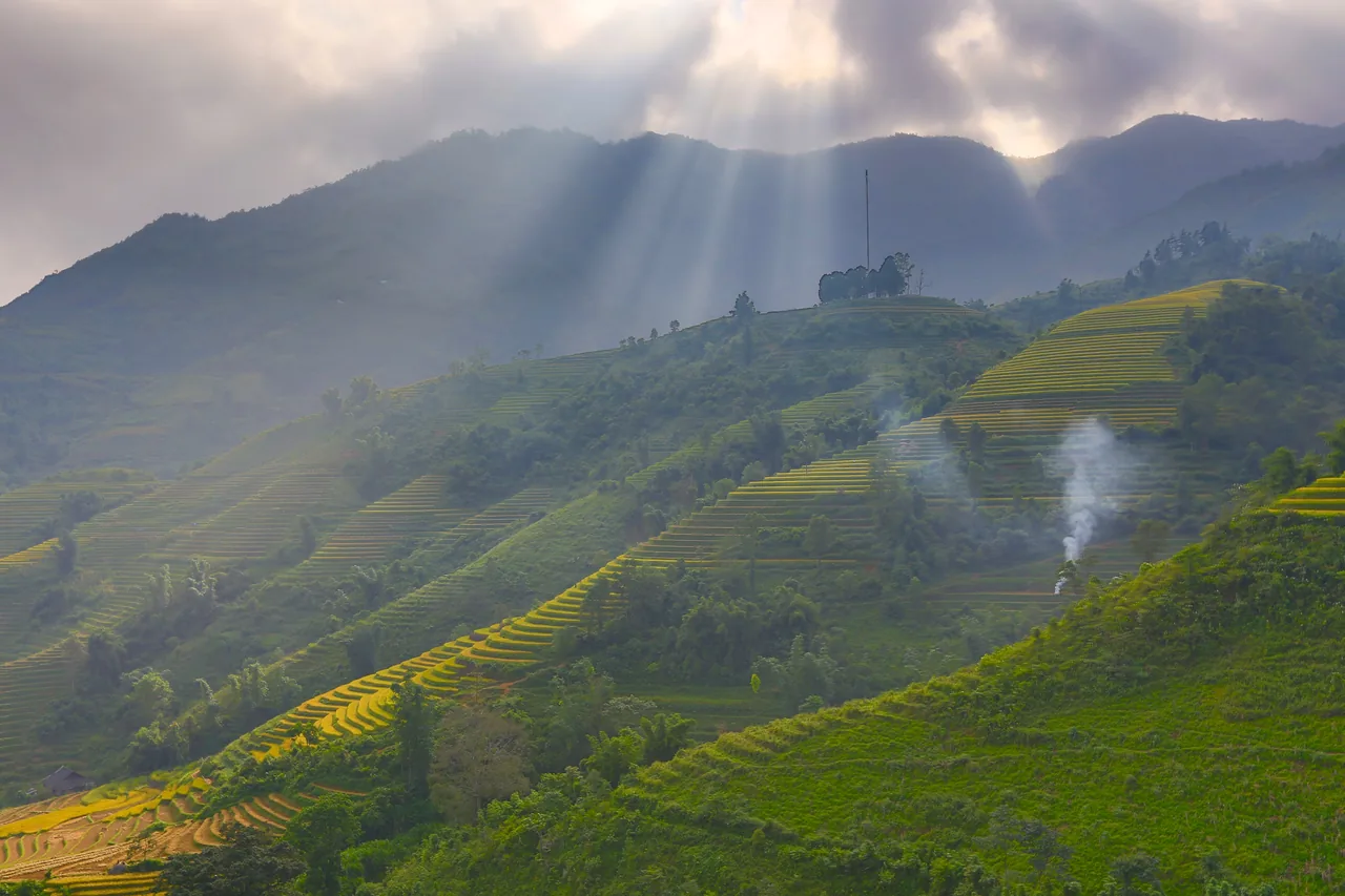 Terraced rice paddies stepping down a misty green valley near Sapa in northern Vietnam, turning golden at harvest time.
