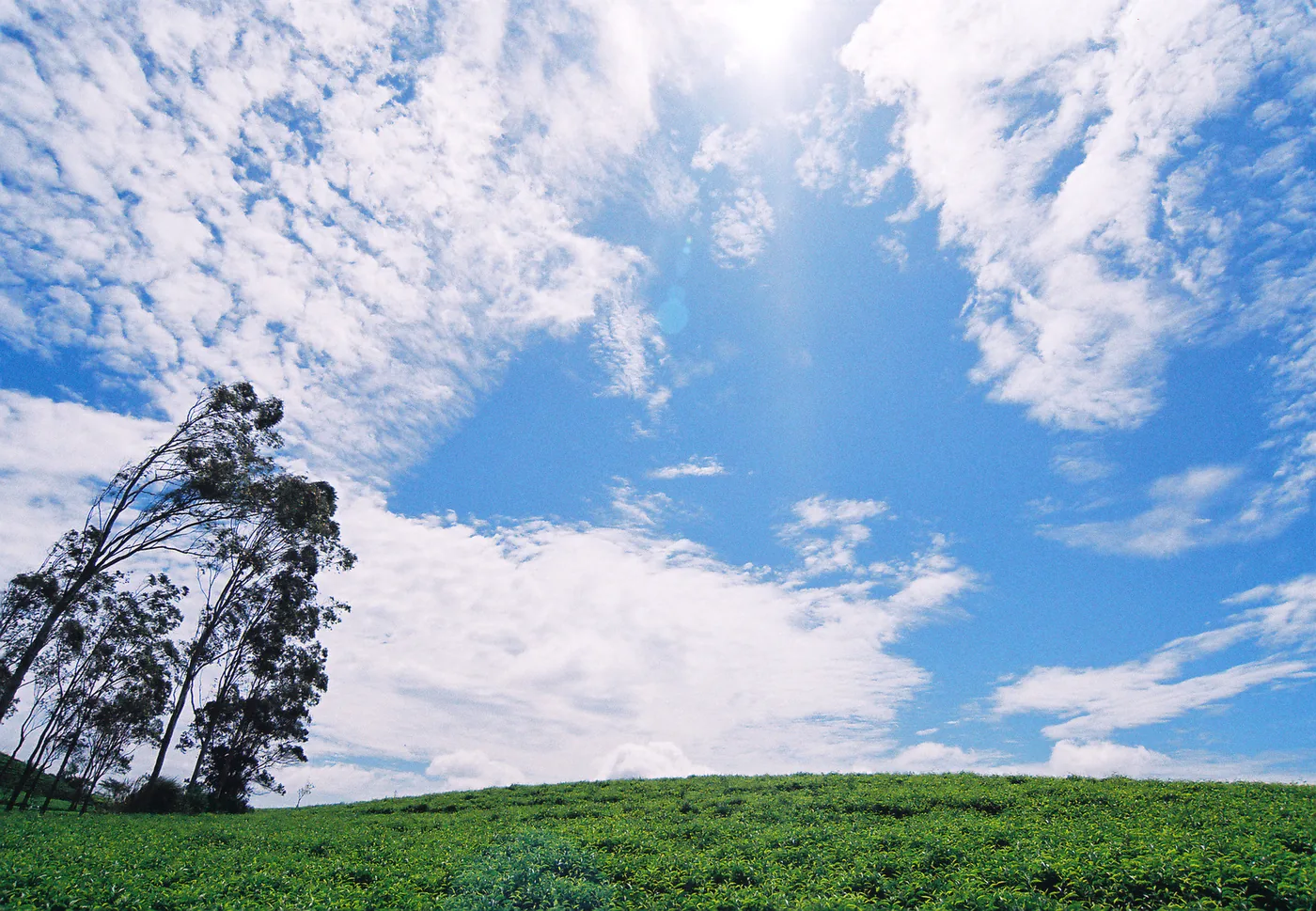 Rows of tea bushes on the Cau Dat hills with tall pines standing among them