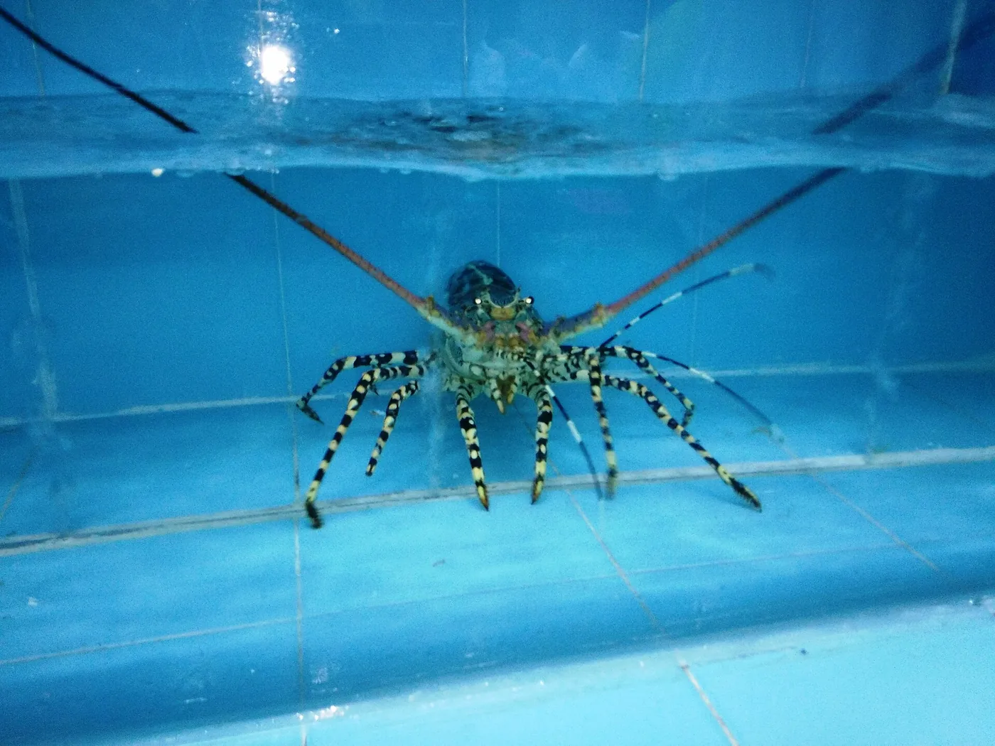水族箱裡游動的芽莊龍蝦