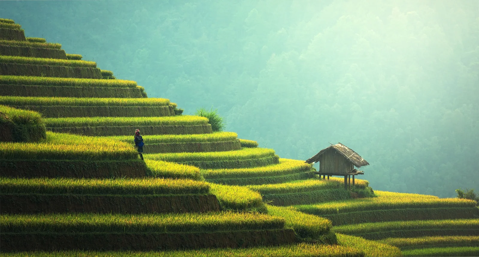 Golden rice terraces stepping down a steep hillside at Mu Cang Chai in Lao Cai province, ready for harvest