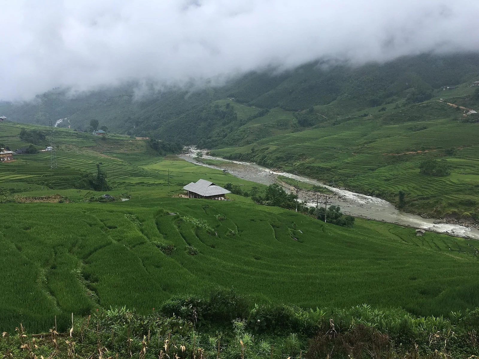 Green rice terraces and a small stream running through the Muong Hoa valley near Sapa after rain