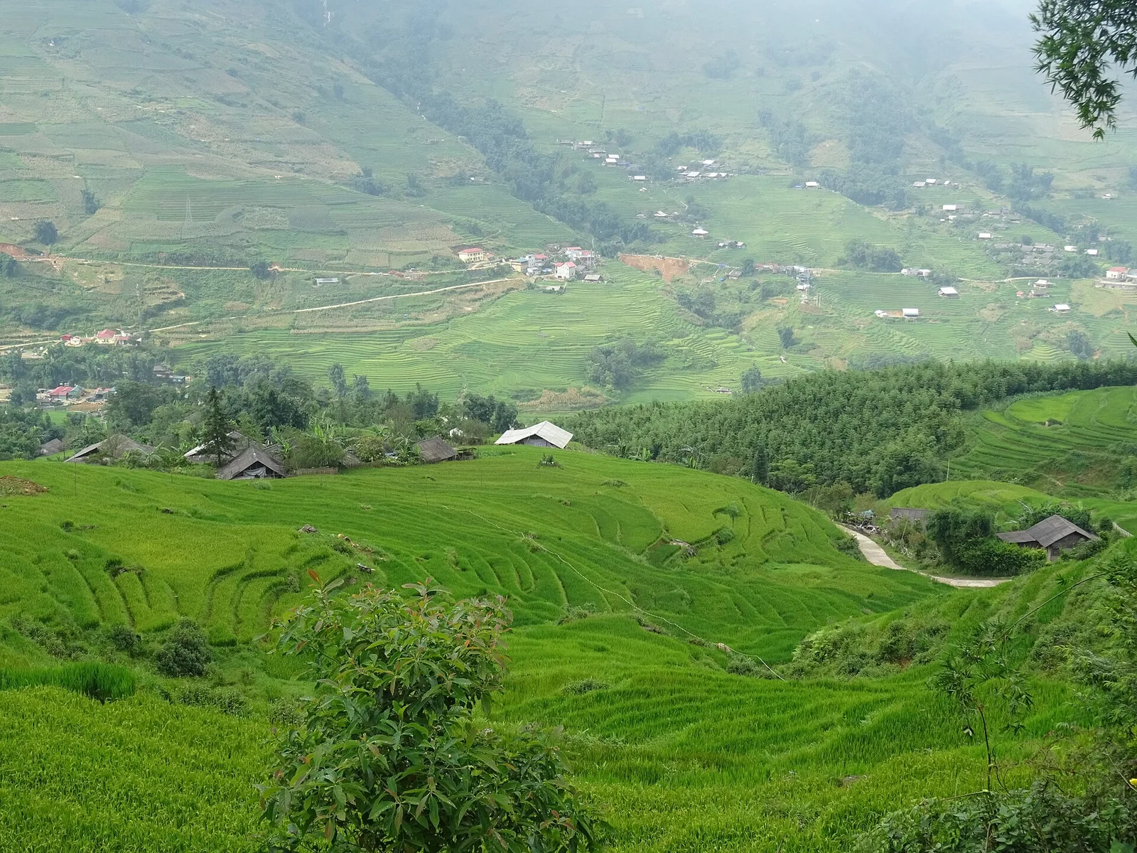 Terraced rice fields on a steep hillside near Sapa with village houses scattered between them