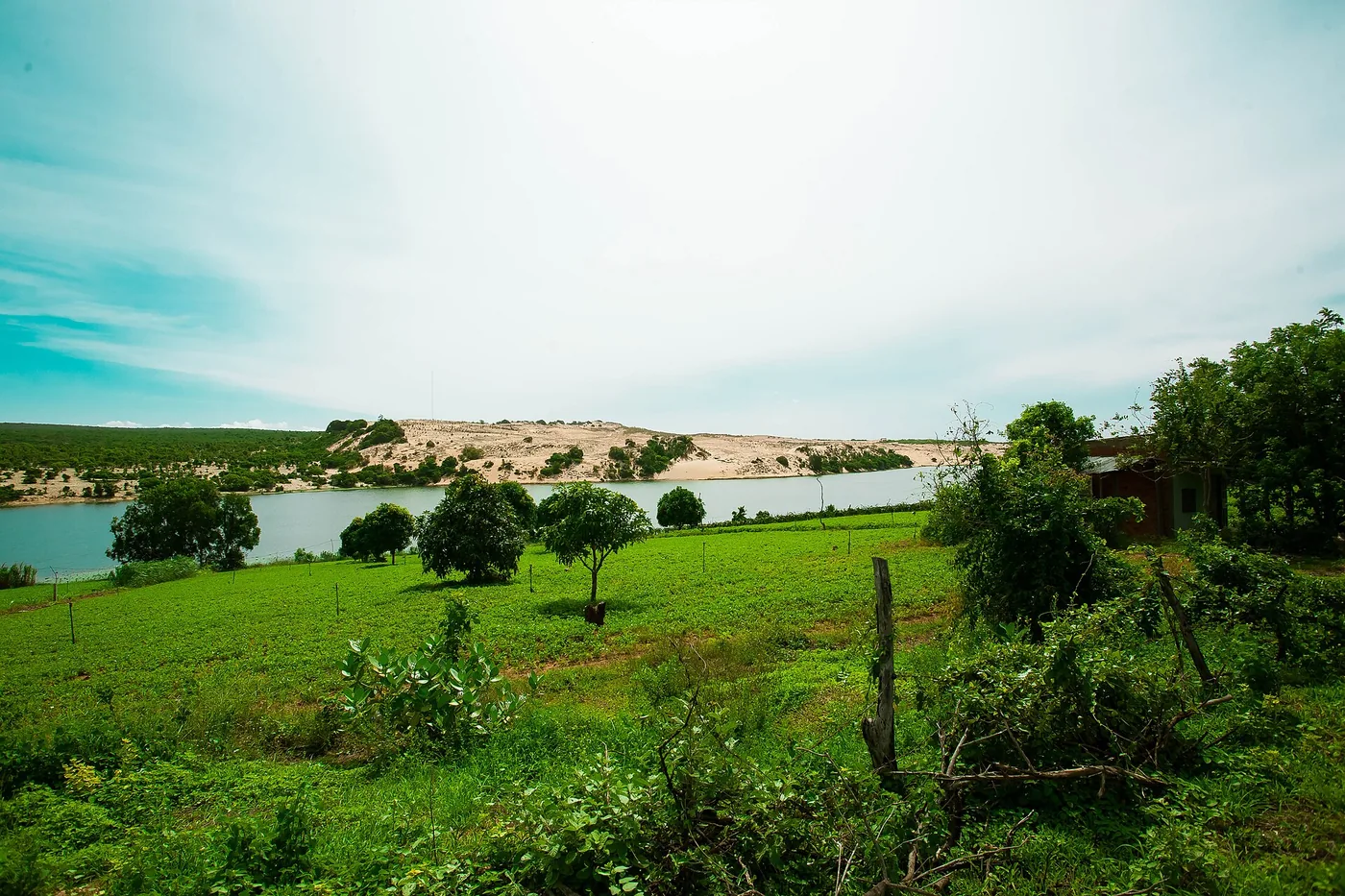 The lake at Bau Trang with green scrub in front and the white dune rising behind it The lake at Bau Trang with green scrub in front and the white dune rising behind it