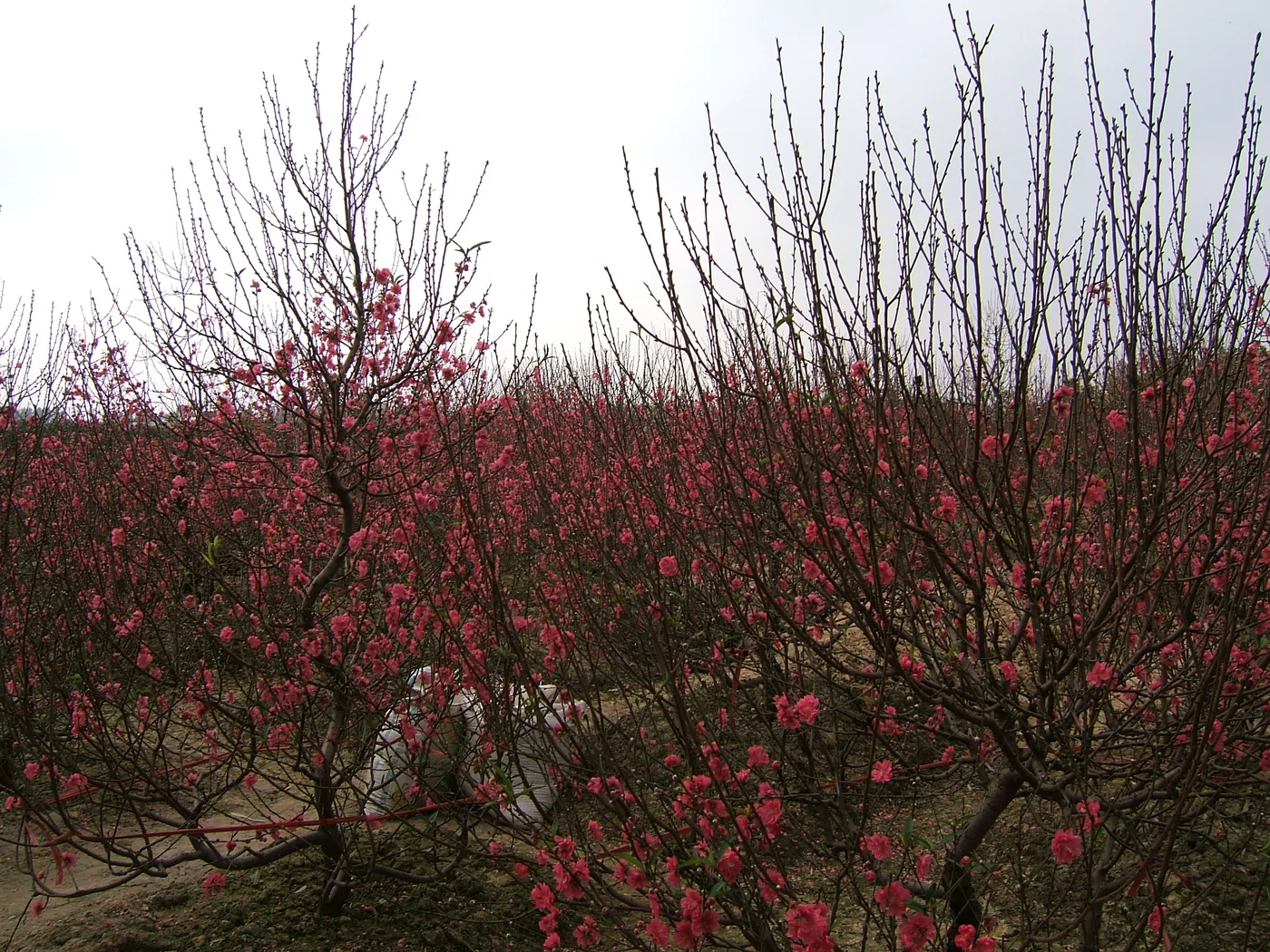 하노이 녓떤의 복숭아나무 밭, 잎 없는 가지에 핀 작은 분홍 꽃 하노이 녓떤의 복숭아나무 밭, 잎 없는 가지에 핀 작은 분홍 꽃